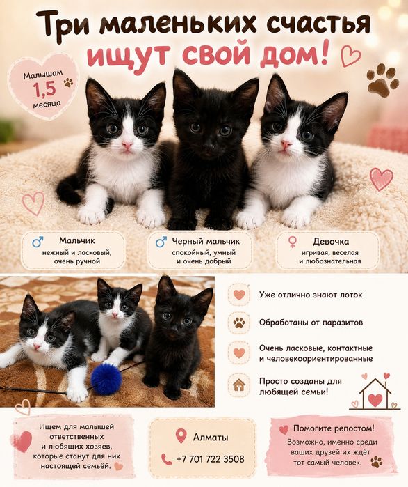 Малыши-котенки ищут дом