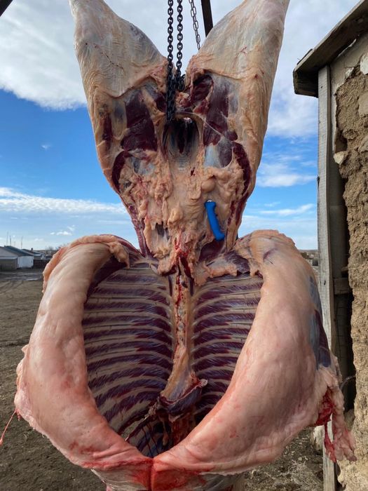 Принимаем мясо говядины конины баранины