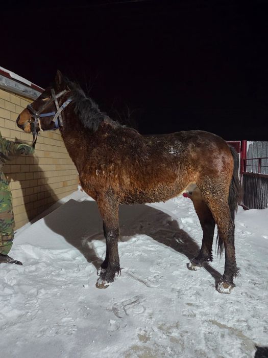 Продается кунан (жеребчик)