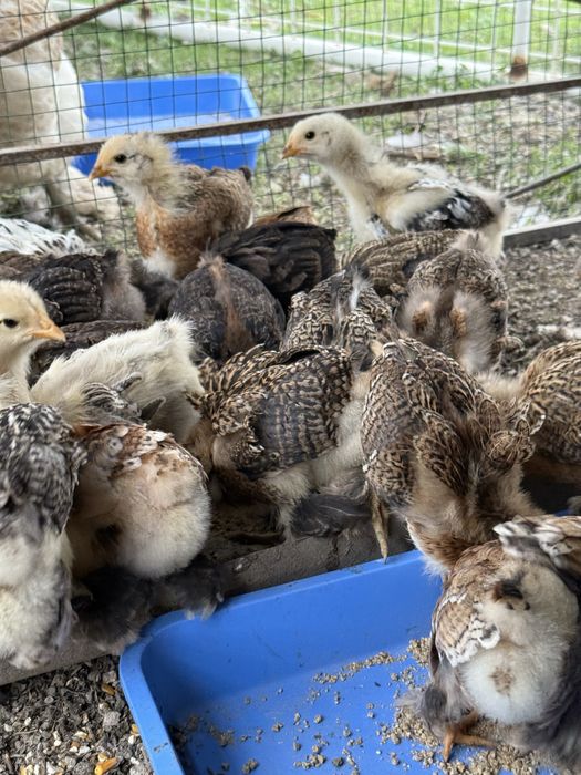 Продается цыплята брамма