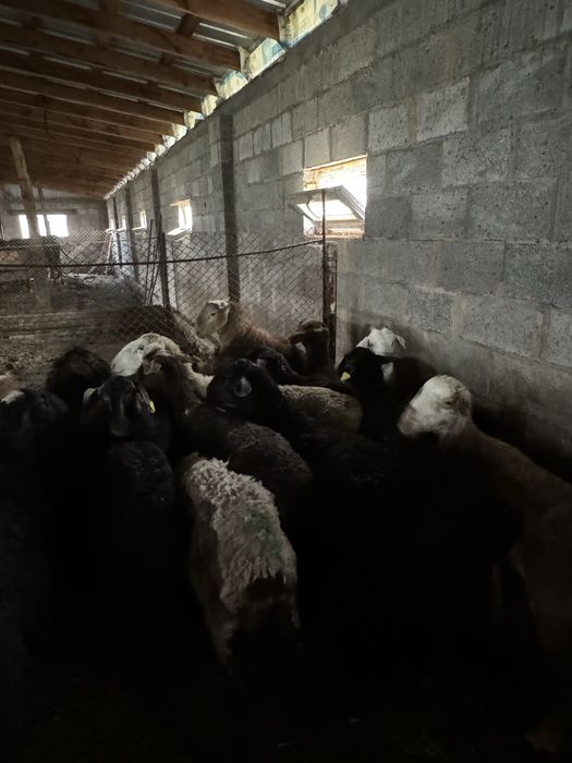 Продам баранов тушами