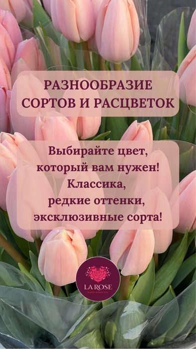 Опт Тюльпаны от 300 шт. Доставка по Казахстану