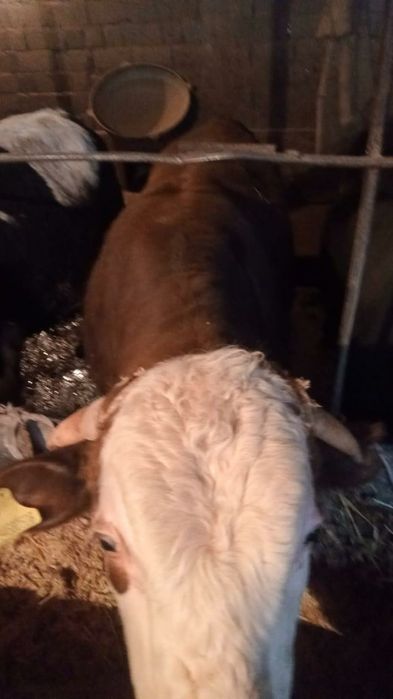 Продам бычки, буха сатылады семіз бордақы