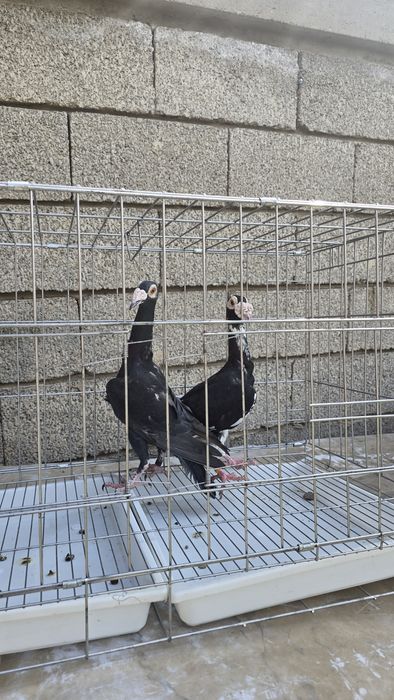 Голуби очень крупные