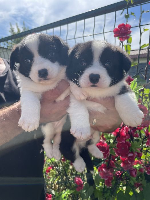 Вельш корги кардиган