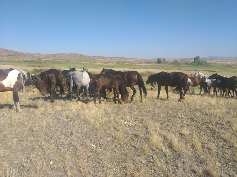 Продам лошадей 4косяка