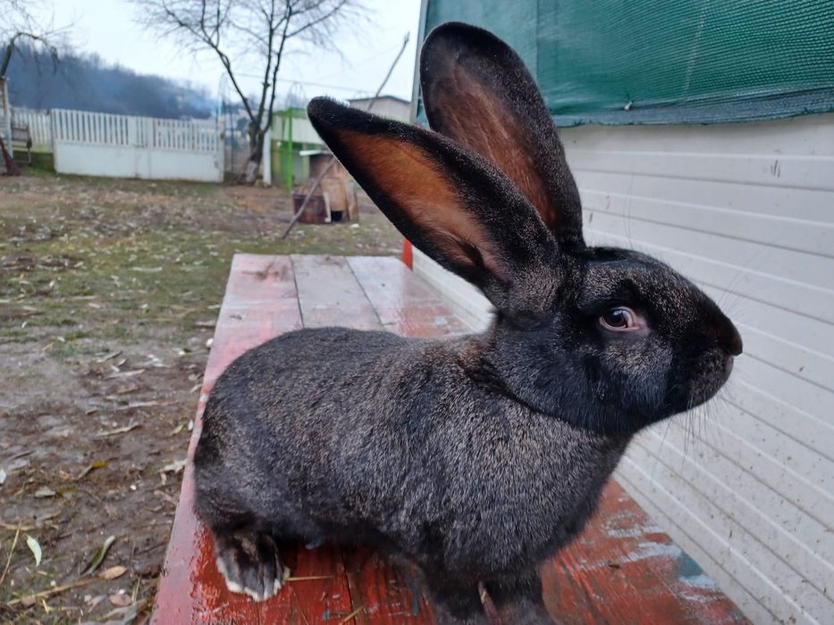 Vand femele iepure urias german