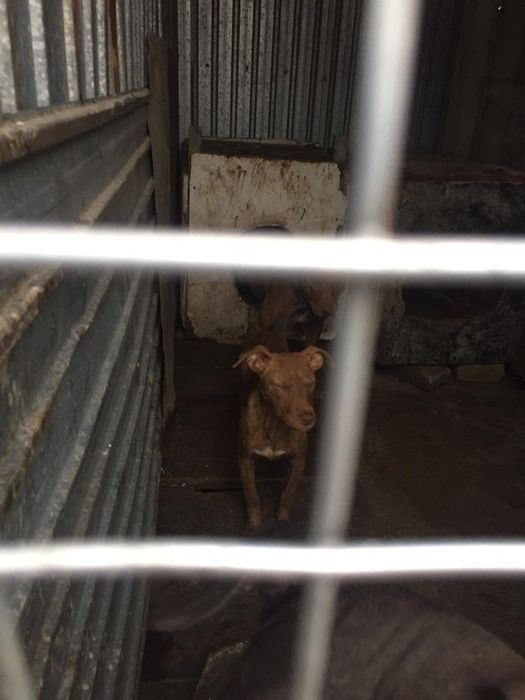 Продам щенка породы питбультерьер,