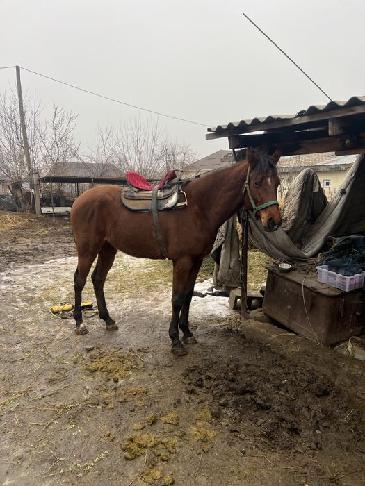 продам лошадь айгыр жеребец