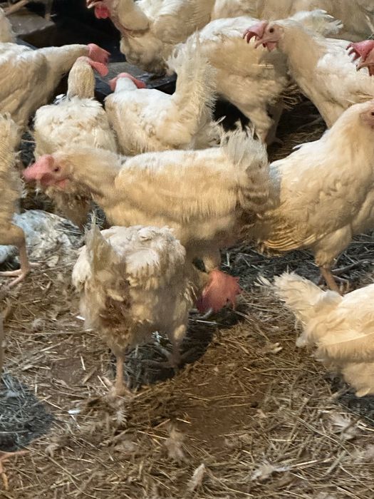 Продаю курей несушки