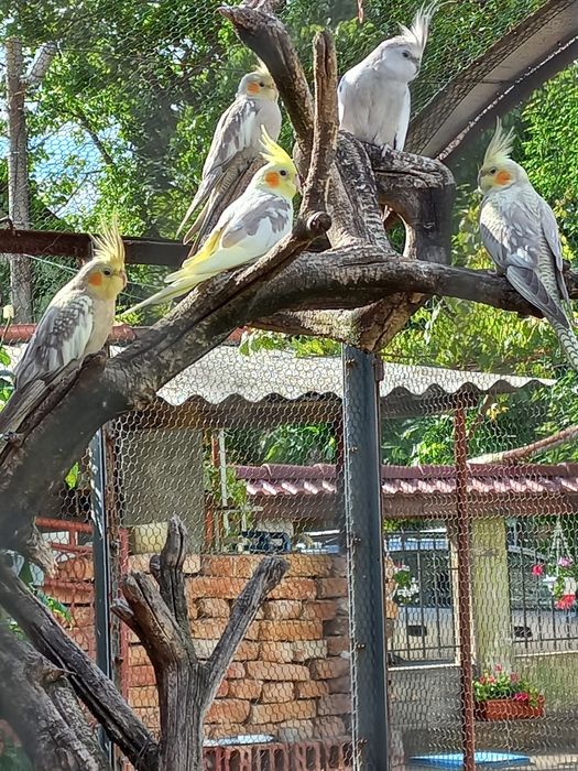 Продавам  перфектни  корели