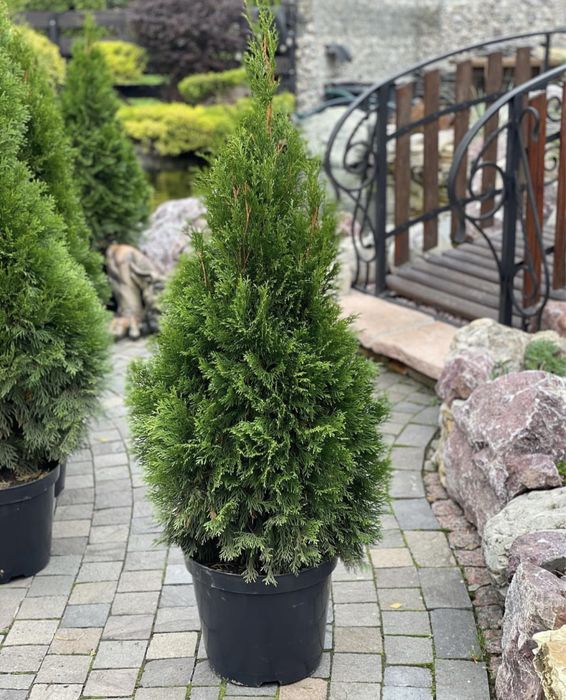 Туя смарагд туя смаракт