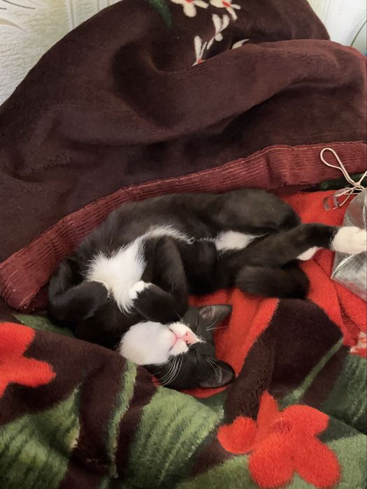 Отдам в хорошие руки