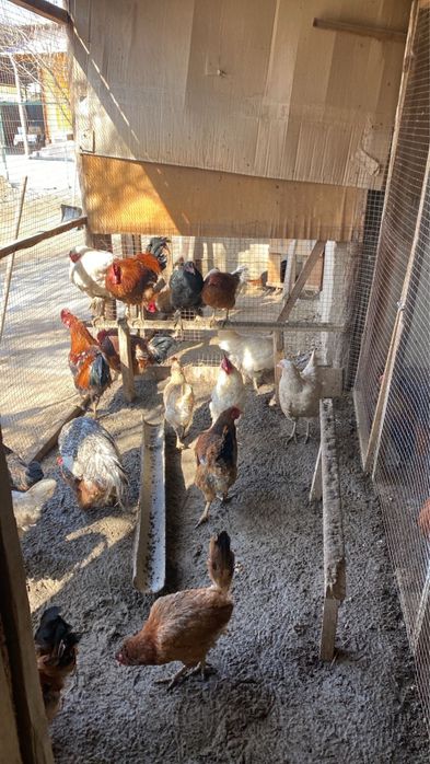 Тауык пен Кораз.