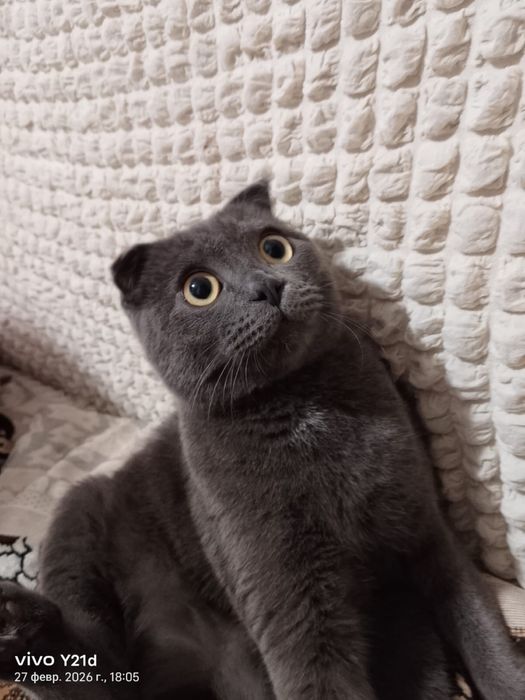 Ищем кошку для вязки