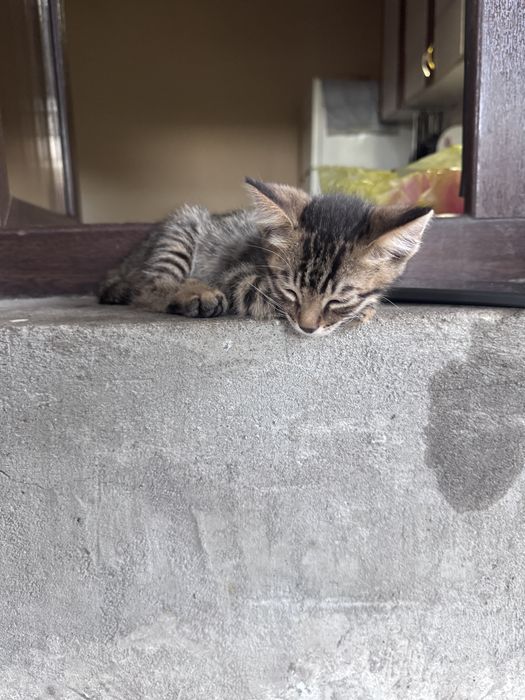 Котенки мушукчала