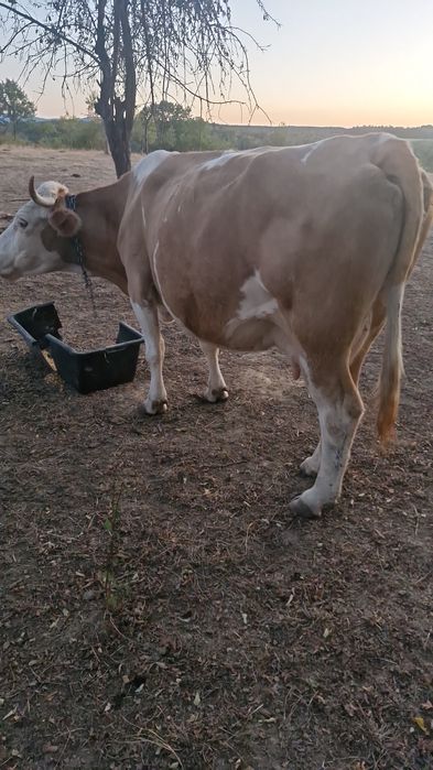 Vaca baltata  de vanzare