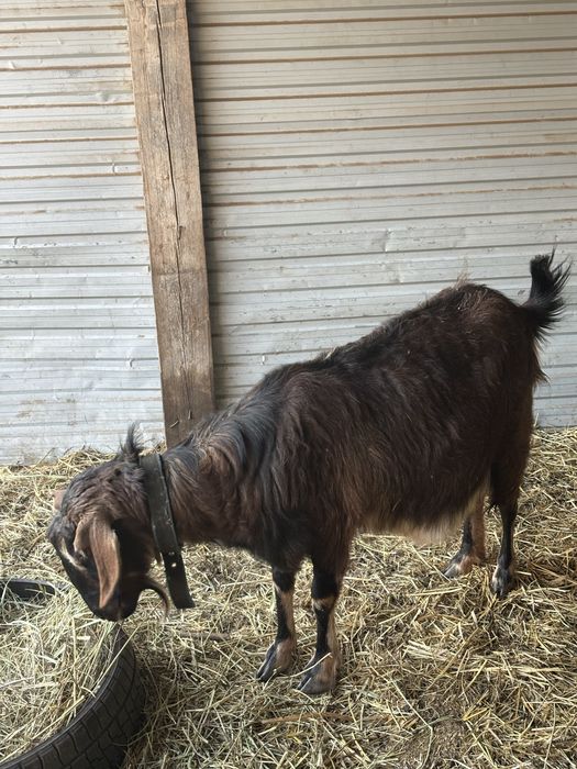 Козы англо-нубийские