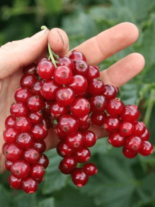 Смородина Красная Черная