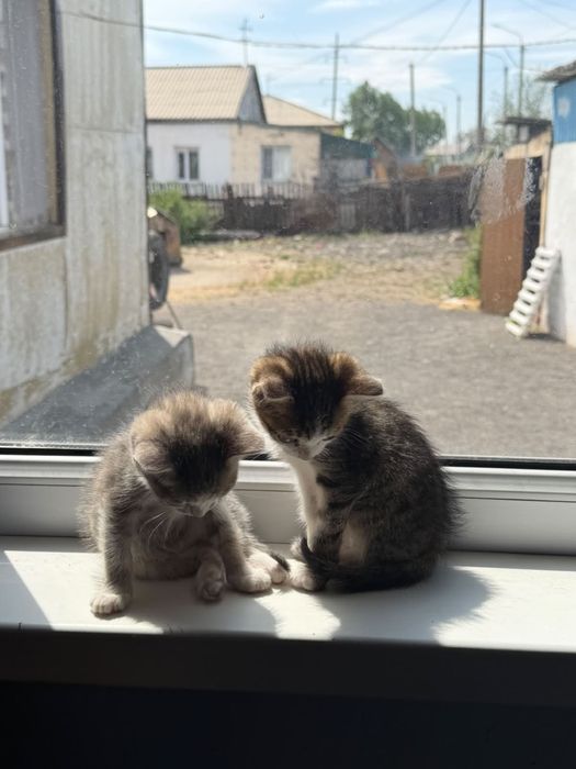 Отдам котят в добрые руки