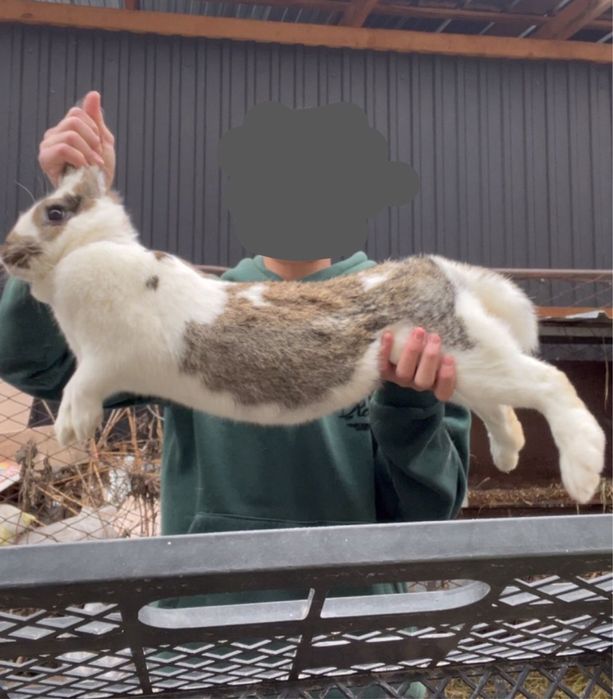 Продам крольчиху самку