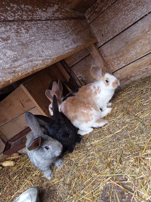 Iepuri de casa  mamă cu pui