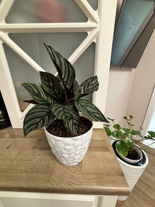 Домашние цветы в кашпо 5 шт