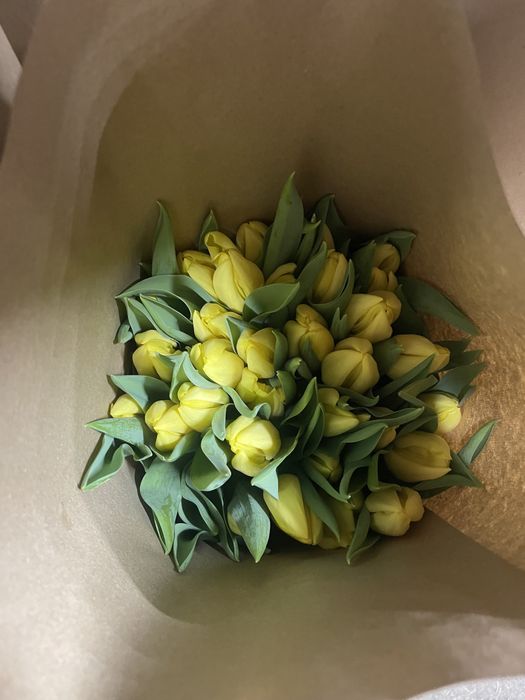 Тюльпаны оптом Астана