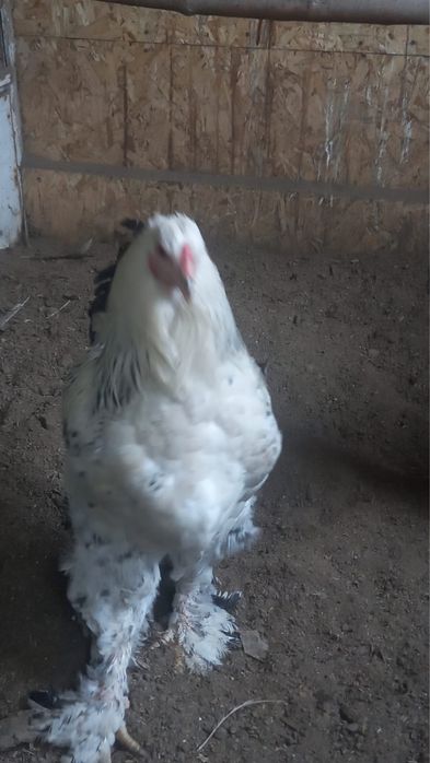 Куры породы брама