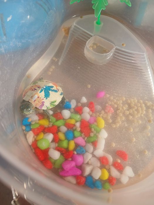 продам черепашку живую