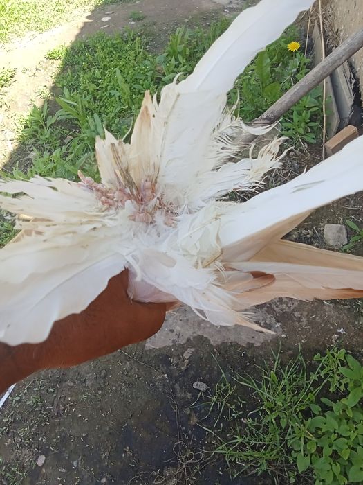 Продам голубей хороших