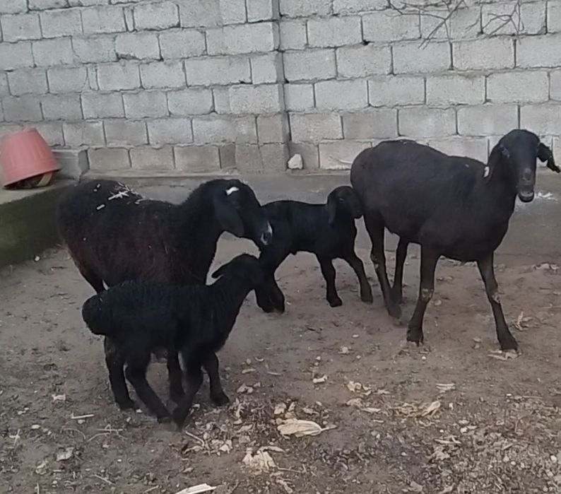 Куй qo'y сотилади она бола