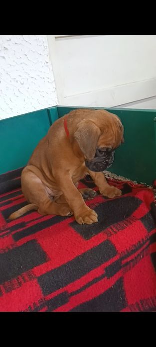 Boxer german gold  3 luni