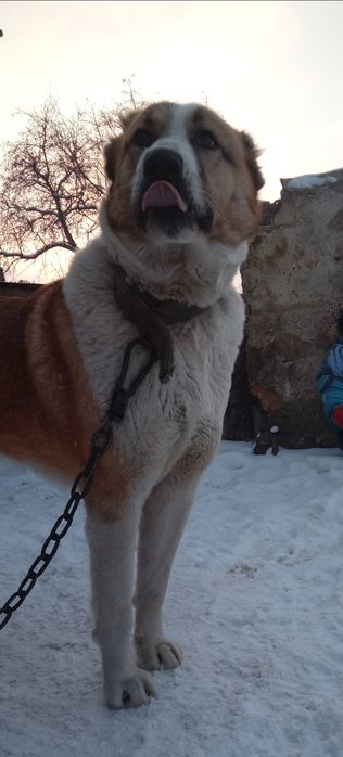 Алабаи пара, мальчик и девочка