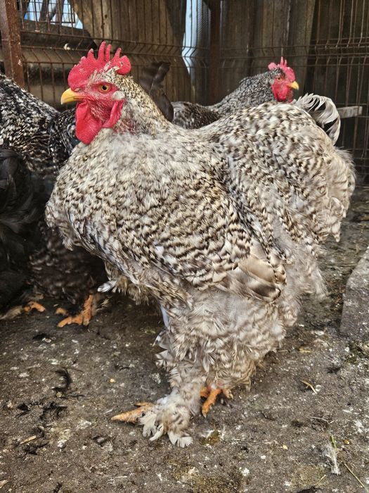 Cocos cochinchina uriaș barat deschis
