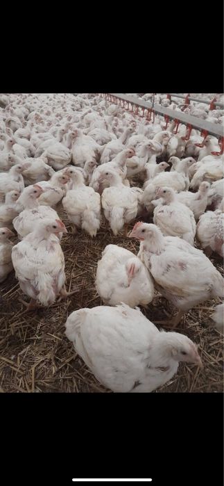 Vând pui alb de carne si rosu/porumbac rasa mixta