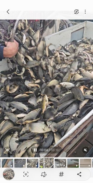 Puiet de crap acvacultura