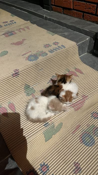 Котята в добрые руки