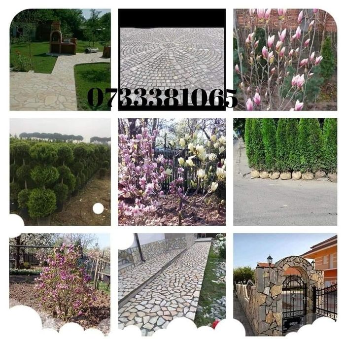 Plante ornamentale tuia. Piatra de placat. Piatra cubica. Gazon rulour
