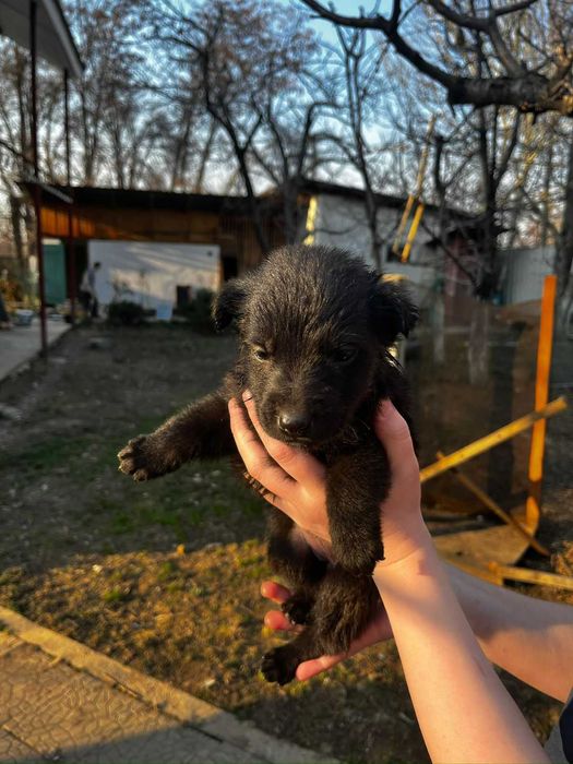 Щенки отдам бесплатно