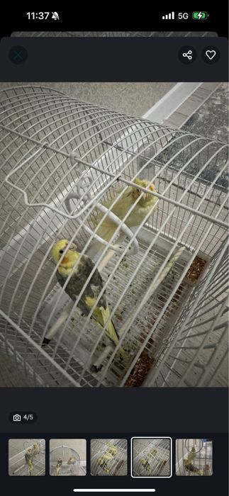 Продам 2 попугая Корелла