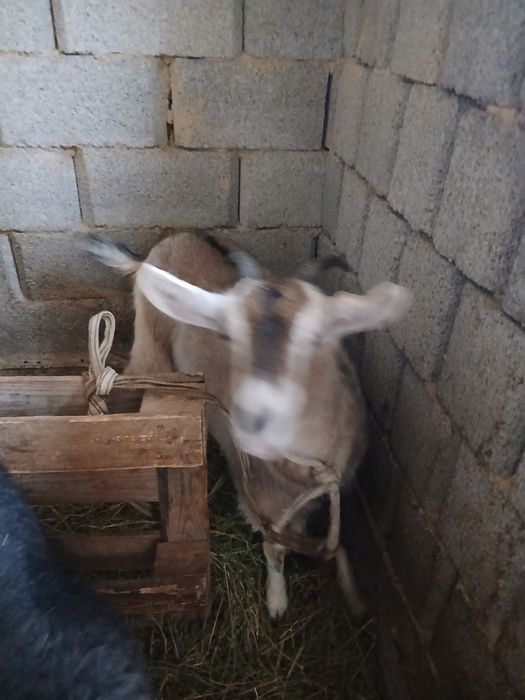 Продам   двоих коз