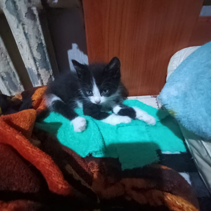 Отдадим котёнка в хорошие руки
