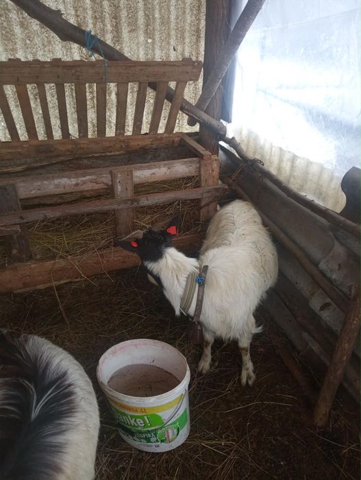 Vând măgar,o capră si o ieduță