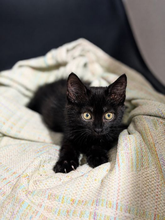 Котенок ищет дом