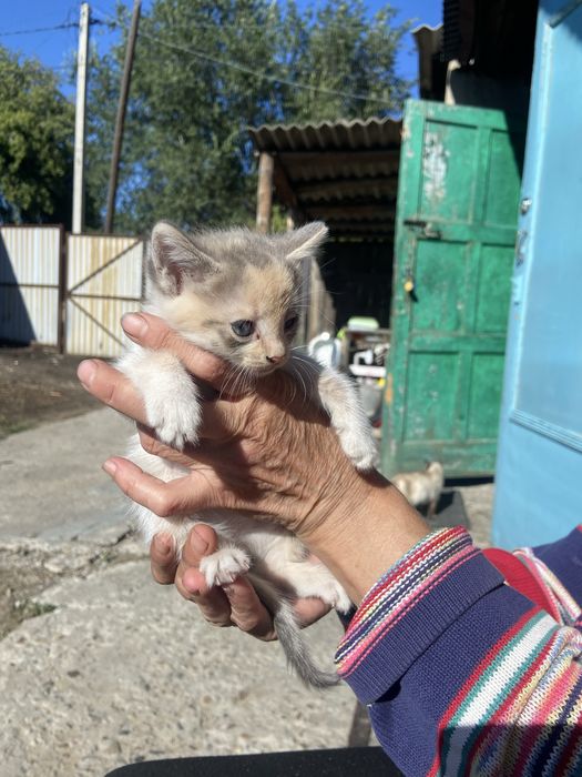 Отдаю милых котят