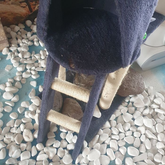 Котешка катерушка