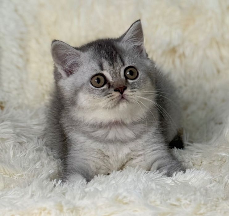 Fetiță Scottish Straight silver foarte frumoasă