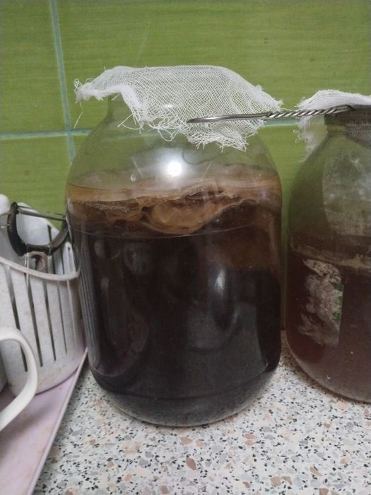 Продам чайный гриб