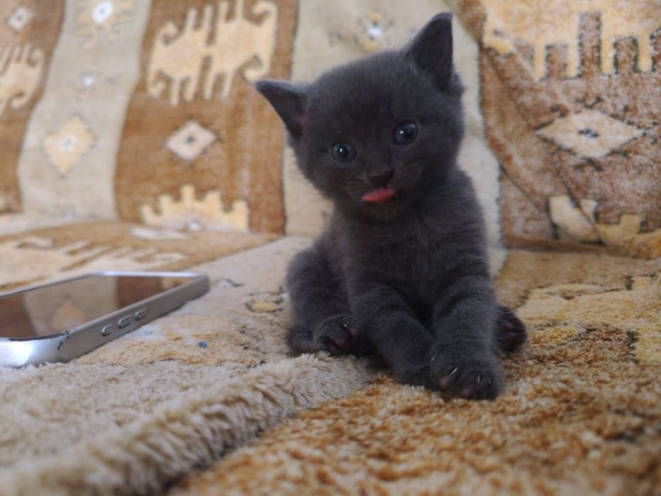 Котенок скотишшш